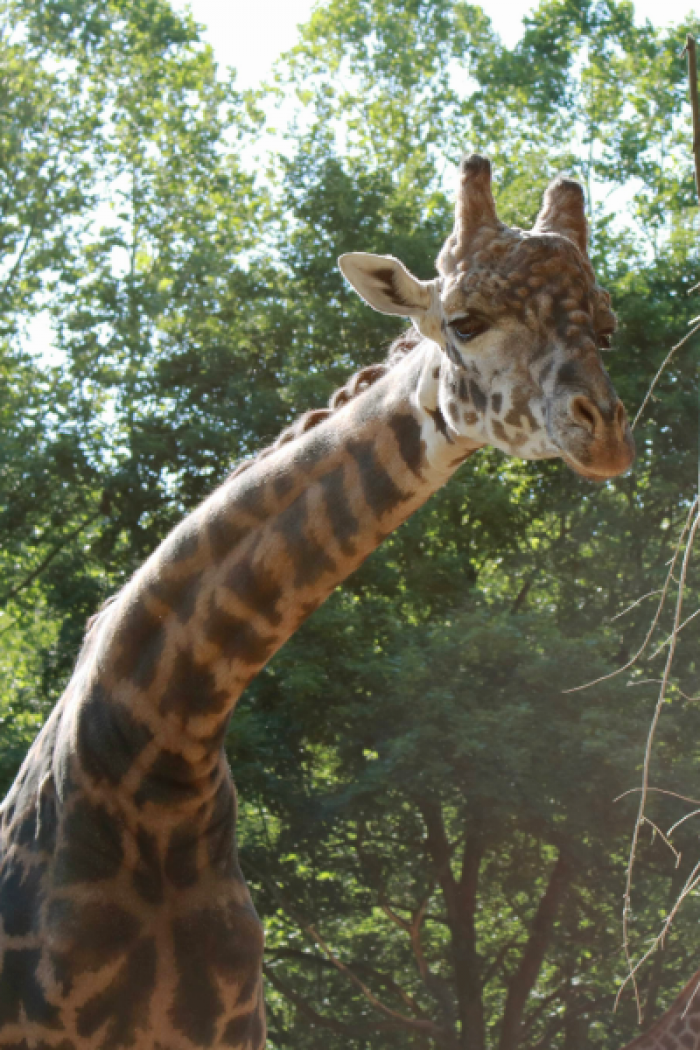 Lehigh Valley Zoo Announcement